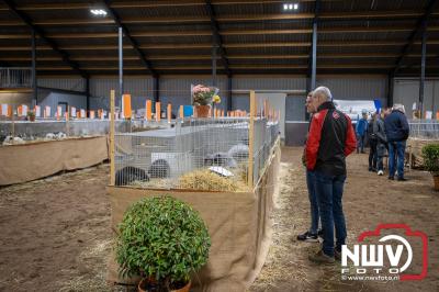 Mooie show met oorspronkelijke duiven, lach- en diamantduiven, konijnen, caviaâ€™s en sierduiven in manage Laanzichtsweg Oldebroek. - © NWVFoto.nl