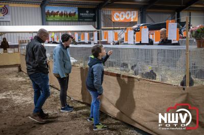 Mooie show met oorspronkelijke duiven, lach- en diamantduiven, konijnen, caviaâ€™s en sierduiven in manage Laanzichtsweg Oldebroek. - © NWVFoto.nl