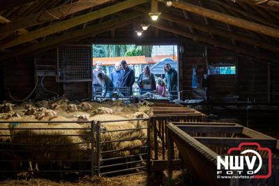 Traditioneel schapenscheren en markt tijdens het schaapscheerdersfeest bij de schaapskooi in Elspeet. - © NWVFoto.nl