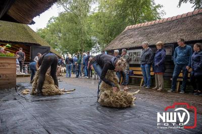 Traditioneel schapenscheren en markt tijdens het schaapscheerdersfeest bij de schaapskooi in Elspeet. - © NWVFoto.nl