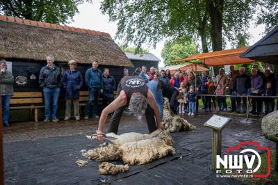 Traditioneel schapenscheren en markt tijdens het schaapscheerdersfeest bij de schaapskooi in Elspeet. - © NWVFoto.nl