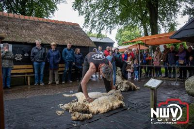 Traditioneel schapenscheren en markt tijdens het schaapscheerdersfeest bij de schaapskooi in Elspeet. - © NWVFoto.nl