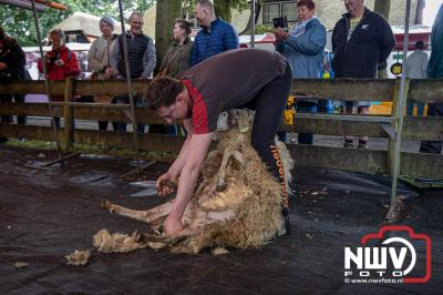 Traditioneel schapenscheren en markt tijdens het schaapscheerdersfeest bij de schaapskooi in Elspeet. - © NWVFoto.nl