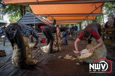 Traditioneel schapenscheren en markt tijdens het schaapscheerdersfeest bij de schaapskooi in Elspeet. - © NWVFoto.nl