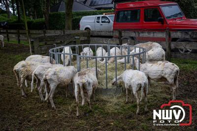 Traditioneel schapenscheren en markt tijdens het schaapscheerdersfeest bij de schaapskooi in Elspeet. - © NWVFoto.nl