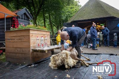 Traditioneel schapenscheren en markt tijdens het schaapscheerdersfeest bij de schaapskooi in Elspeet. - © NWVFoto.nl