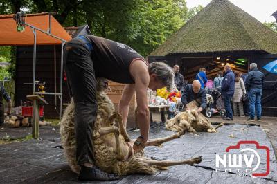 Traditioneel schapenscheren en markt tijdens het schaapscheerdersfeest bij de schaapskooi in Elspeet. - © NWVFoto.nl