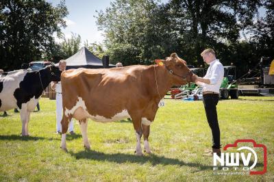 Oogstfeest en Fokveedag in Oldebroek: Een Nostalgische Boerendag voor Jong en Oud - © NWVFoto.nl