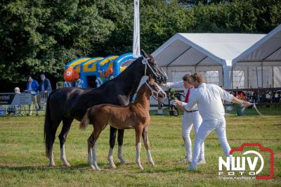 Fokdag en Concours Landgoed Zwaluwenburg 't Harde. - © NWVFoto.nl