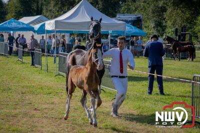 Fokdag en Concours Landgoed Zwaluwenburg 't Harde. - © NWVFoto.nl