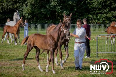 Fokdag en Concours Landgoed Zwaluwenburg 't Harde. - © NWVFoto.nl