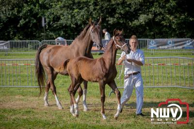 Fokdag en Concours Landgoed Zwaluwenburg 't Harde. - © NWVFoto.nl