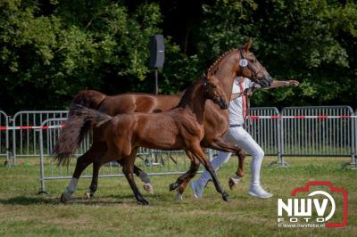 Fokdag en Concours Landgoed Zwaluwenburg 't Harde. - © NWVFoto.nl