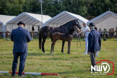 Fokdag en Concours Landgoed Zwaluwenburg 't Harde. - © NWVFoto.nl