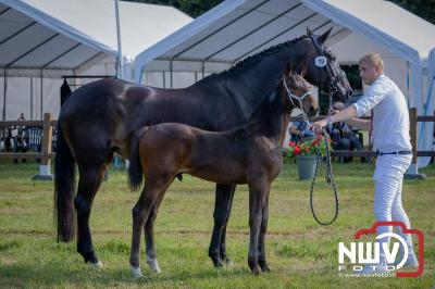 Fokdag en Concours Landgoed Zwaluwenburg 't Harde. - © NWVFoto.nl