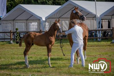 Fokdag en Concours Landgoed Zwaluwenburg 't Harde. - © NWVFoto.nl