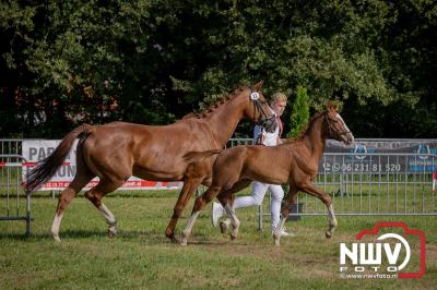 Fokdag en Concours Landgoed Zwaluwenburg 't Harde. - © NWVFoto.nl