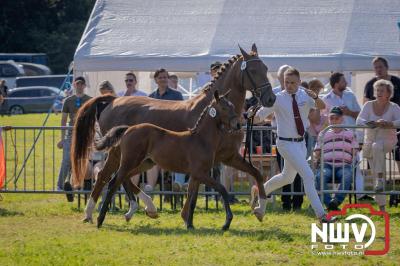 Fokdag en Concours Landgoed Zwaluwenburg 't Harde. - © NWVFoto.nl