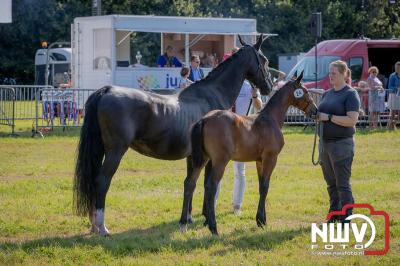 Fokdag en Concours Landgoed Zwaluwenburg 't Harde. - © NWVFoto.nl