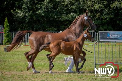 Fokdag en Concours Landgoed Zwaluwenburg 't Harde. - © NWVFoto.nl