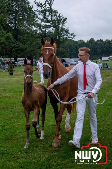 Paardensporttraditie: 80 jaar Fokdag en Concours op Landgoed Zwaluwenburg 't Harde. - © NWVFoto.nl