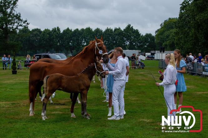 Paardensporttraditie: 80 jaar Fokdag en Concours op Landgoed Zwaluwenburg 't Harde. - © NWVFoto.nl