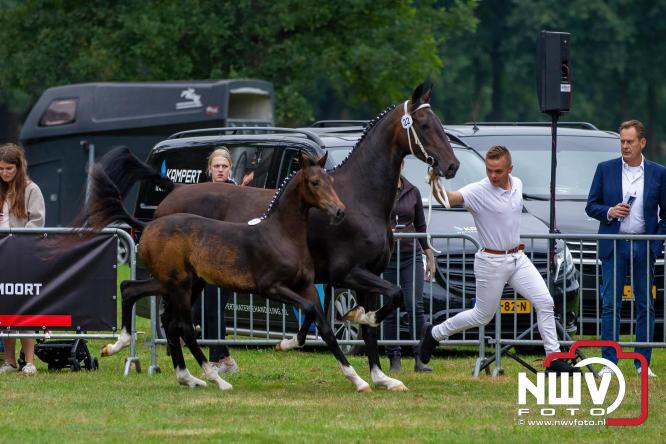 Paardensporttraditie: 80 jaar Fokdag en Concours op Landgoed Zwaluwenburg 't Harde. - © NWVFoto.nl