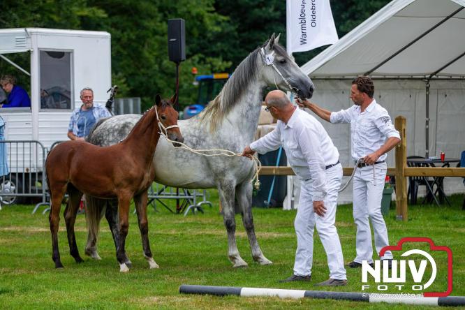 Paardensporttraditie: 80 jaar Fokdag en Concours op Landgoed Zwaluwenburg 't Harde. - © NWVFoto.nl