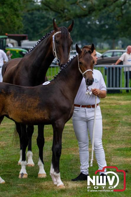 Paardensporttraditie: 80 jaar Fokdag en Concours op Landgoed Zwaluwenburg 't Harde. - © NWVFoto.nl