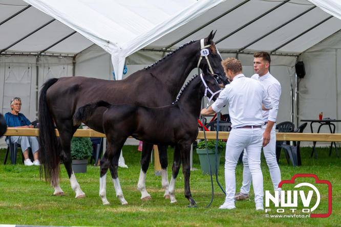 Paardensporttraditie: 80 jaar Fokdag en Concours op Landgoed Zwaluwenburg 't Harde. - © NWVFoto.nl