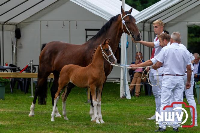 Paardensporttraditie: 80 jaar Fokdag en Concours op Landgoed Zwaluwenburg 't Harde. - © NWVFoto.nl