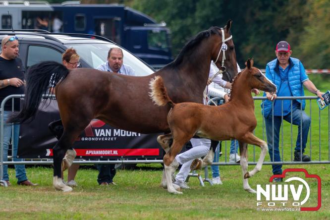 Paardensporttraditie: 80 jaar Fokdag en Concours op Landgoed Zwaluwenburg 't Harde. - © NWVFoto.nl