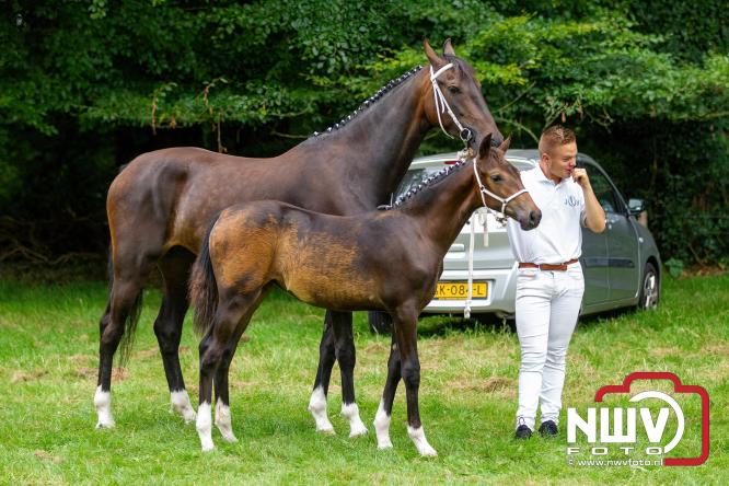 Paardensporttraditie: 80 jaar Fokdag en Concours op Landgoed Zwaluwenburg 't Harde. - © NWVFoto.nl