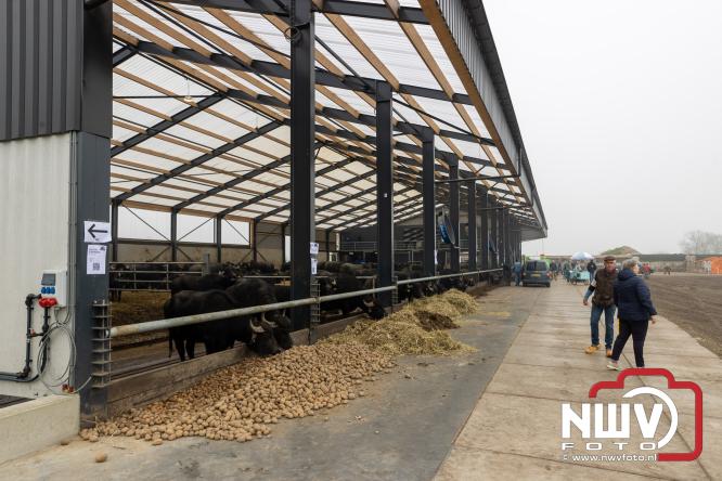 Lente,130 waterbuffels verruilen stal voor grasland, kinderen en volwassenen genieten van dit schouwspel in Doornspijk. - &copy; NWVFoto.nl