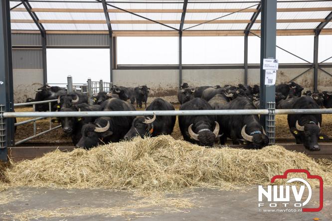 Lente,130 waterbuffels verruilen stal voor grasland, kinderen en volwassenen genieten van dit schouwspel in Doornspijk. - &copy; NWVFoto.nl