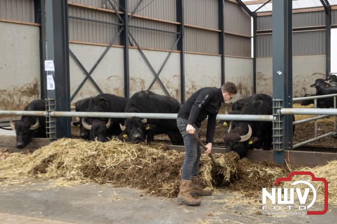 Lente,130 waterbuffels verruilen stal voor grasland, kinderen en volwassenen genieten van dit schouwspel in Doornspijk. - &copy; NWVFoto.nl