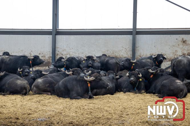 Lente,130 waterbuffels verruilen stal voor grasland, kinderen en volwassenen genieten van dit schouwspel in Doornspijk. - &copy; NWVFoto.nl