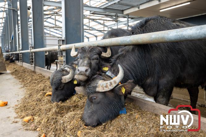Lente,130 waterbuffels verruilen stal voor grasland, kinderen en volwassenen genieten van dit schouwspel in Doornspijk. - &copy; NWVFoto.nl