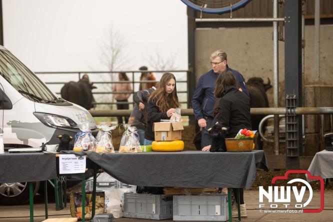 Lente,130 waterbuffels verruilen stal voor grasland, kinderen en volwassenen genieten van dit schouwspel in Doornspijk. - &copy; NWVFoto.nl