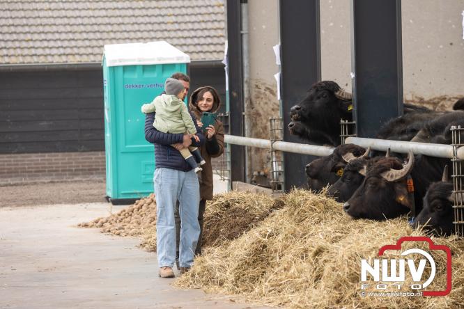 Lente,130 waterbuffels verruilen stal voor grasland, kinderen en volwassenen genieten van dit schouwspel in Doornspijk. - &copy; NWVFoto.nl