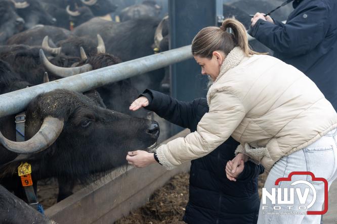 Lente,130 waterbuffels verruilen stal voor grasland, kinderen en volwassenen genieten van dit schouwspel in Doornspijk. - &copy; NWVFoto.nl