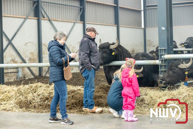 Lente,130 waterbuffels verruilen stal voor grasland, kinderen en volwassenen genieten van dit schouwspel in Doornspijk. - &copy; NWVFoto.nl