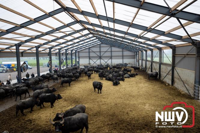 Lente,130 waterbuffels verruilen stal voor grasland, kinderen en volwassenen genieten van dit schouwspel in Doornspijk. - &copy; NWVFoto.nl