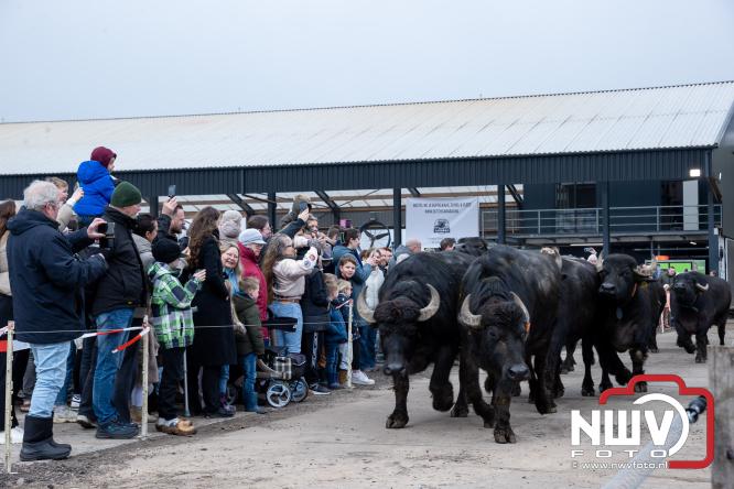 Lente,130 waterbuffels verruilen stal voor grasland, kinderen en volwassenen genieten van dit schouwspel in Doornspijk. - &copy; NWVFoto.nl