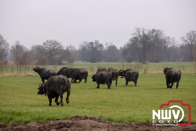 Lente,130 waterbuffels verruilen stal voor grasland, kinderen en volwassenen genieten van dit schouwspel in Doornspijk. - &copy; NWVFoto.nl