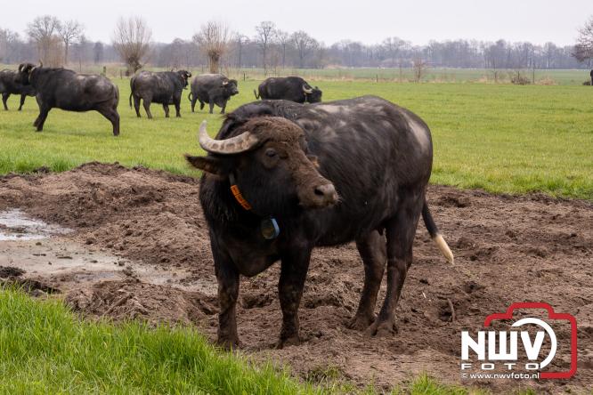 Lente,130 waterbuffels verruilen stal voor grasland, kinderen en volwassenen genieten van dit schouwspel in Doornspijk. - &copy; NWVFoto.nl