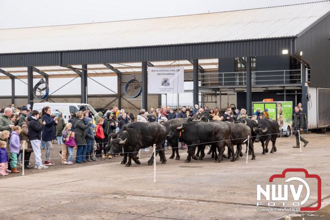 Lente,130 waterbuffels verruilen stal voor grasland, kinderen en volwassenen genieten van dit schouwspel in Doornspijk. - &copy; NWVFoto.nl