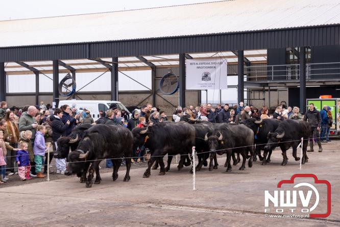 Lente,130 waterbuffels verruilen stal voor grasland, kinderen en volwassenen genieten van dit schouwspel in Doornspijk. - &copy; NWVFoto.nl