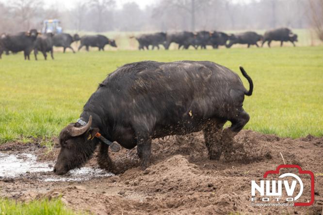Lente,130 waterbuffels verruilen stal voor grasland, kinderen en volwassenen genieten van dit schouwspel in Doornspijk. - &copy; NWVFoto.nl