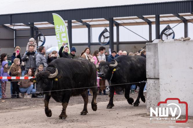 Lente,130 waterbuffels verruilen stal voor grasland, kinderen en volwassenen genieten van dit schouwspel in Doornspijk. - &copy; NWVFoto.nl